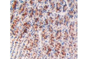 IHC-P analysis of stomach tissue, with DAB staining. (ANGPTL2 Antikörper  (AA 47-207))