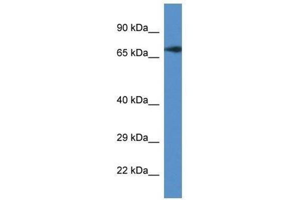 GUF1 Antikörper  (C-Term)