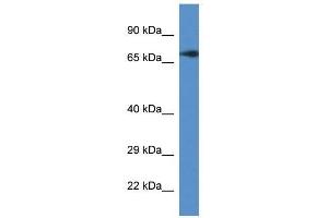 Western Blot showing Guf1 antibody used at a concentration of 1. (GUF1 Antikörper  (C-Term))