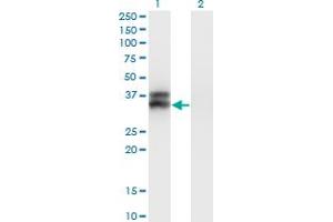 Western Blot analysis of OLIG2 expression in transfected 293T cell line by OLIG2 monoclonal antibody (M05), clone 2A8. (OLIG2 Antikörper  (AA 2-78))