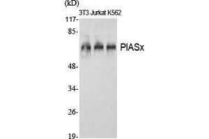 Western Blot (WB) analysis of specific cells using PIASx Polyclonal Antibody.