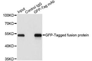 Immunoprecipitation of over-expressed GFP-tagged protein in 293T cells incubated using GFP-tag antibody. (GFP Antikörper  (AA 1-100))