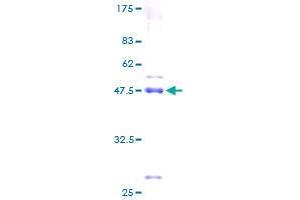 SNX24 Protein (AA 1-169) (GST tag)