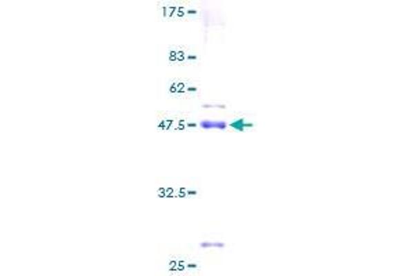 SNX24 Protein (AA 1-169) (GST tag)