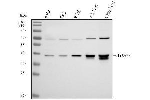 Western blot analysis of ADH5 using anti-ADH5 antibody (ABIN4886429). (ADH5 Antikörper  (AA 212-374))