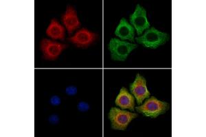 ABIN7094425 and ABIN7098472 staining Hela cells by IF/ICC. (SRSF2 Antikörper  (Internal Region))