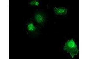 Immunofluorescence (IF) image for anti-Zinc Finger, AN1-Type Domain 2B (ZFAND2B) antibody (ABIN1501809) (ZFAND2B Antikörper)