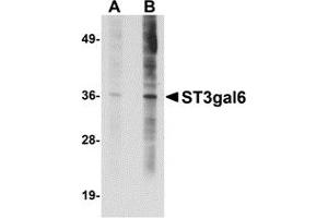 Western Blotting (WB) image for anti-ST3 beta-Galactoside alpha-2,3-Sialyltransferase 6 (ST3GAL6) (C-Term) antibody (ABIN1030700) (ST3GAL6 Antikörper  (C-Term))