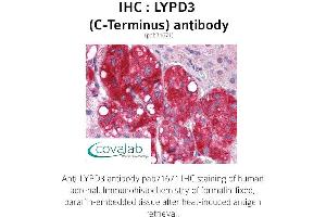 Image no. 2 for anti-LY6/PLAUR Domain Containing 3 (LYPD3) (C-Term) antibody (ABIN1736619) (LYPD3 Antikörper  (C-Term))