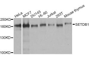 Western blot analysis of extracts of various cell lines, using SETDB1 antibody. (SETDB1 Antikörper  (AA 1-397))