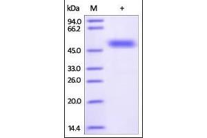 FZD2 Protein (AA 24-156) (Fc Tag)