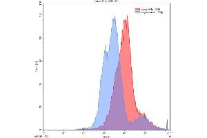 Detection of IFNg in 293F line transfected with target gene using Anti-Interferon Gamma (IFNg) Polyclonal Antibody (Interferon gamma Antikörper  (AA 24-166))