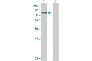 Western Blot analysis of AHR expression in transfected 293T cell line by AHR MaxPab polyclonal antibody. (Aryl Hydrocarbon Receptor Antikörper  (AA 1-848))