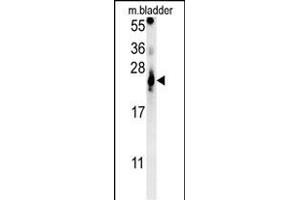 ATP5G2 Antibody (C-term) (ABIN652087 and ABIN2840542) western blot analysis in mouse bladder tissue lysates (15 μg/lane). (ATP5G2 Antikörper  (C-Term))