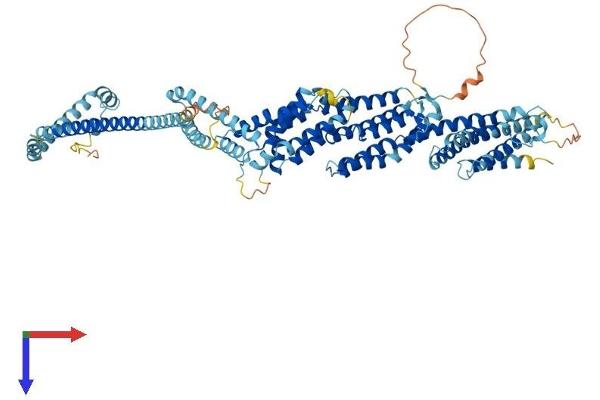 COG2 Protein (AA 1-731) (His tag)