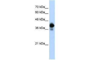 WB Suggested Anti-HNRPC Antibody Titration:  0. (HNRNPC Antikörper  (N-Term))