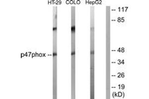Western blot analysis of extracts from HT-29/COLO205/HepG2 cells, , using p47 phox (Ab-370) Antibody. (NCF1 Antikörper  (AA 341-390))