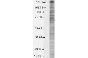 Western Blotting (WB) image for anti-Sodium Channel, Voltage-Gated, Type X, alpha Subunit (SCN10A) (AA 1724-1956) antibody (ABIN863135)