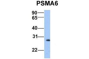Host:  Rabbit  Target Name:  PSMA6  Sample Type:  Human Hela  Antibody Dilution:  1. (PSMA6 Antikörper  (N-Term))