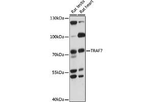 Western blot analysis of extracts of various cell lines, using TR antibody (ABIN7270839) at 1000 dilution.
