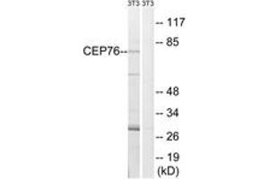 Western Blotting (WB) image for anti-Centrosomal Protein 76kDa (Cep76) (AA 251-300) antibody (ABIN2890202) (Cep76 Antikörper  (AA 251-300))