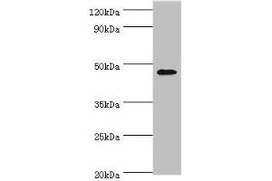Western blot All lanes: GATA3 antibody at 6 μg/mL + MCF-7 whole cell lysate Secondary Goat polyclonal to rabbit IgG at 1/10000 dilution Predicted band size: 48, 49 kDa Observed band size: 48 kDa (GATA3 Antikörper  (AA 1-260))