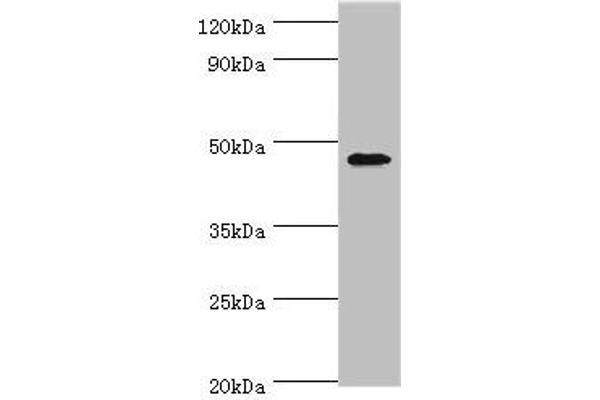 GATA3 抗体  (AA 1-260)