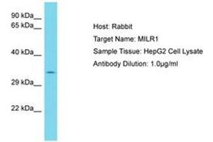 Allergin-1 Antikörper  (AA 253-302)