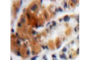 IHC-P analysis of Stomach tissue, with DAB staining. (MUC4 Antikörper  (AA 1154-1309))