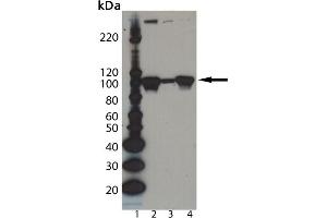 Western Blot analysis of Dishevelled-2 pAb : Lane 1: MW Marker, Lane 2: PC-3 cell lysate, Lane 3: Jurkat cell lysate, Lane 4: PC-12 cell lysate. (DVL2 Antikörper  (AA 600-614))
