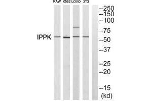 Western blot analysis of extracts from RAW cells,K562 cells, LOVO cells and 3T3 cells, using IPPK antiobdy. (IPPK Antikörper)