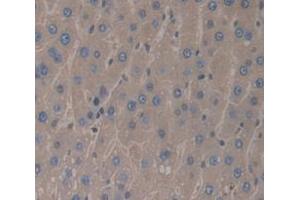 IHC-P analysis of Rat Tissue, with DAB staining. (IL-1 beta Antikörper  (AA 117-268))