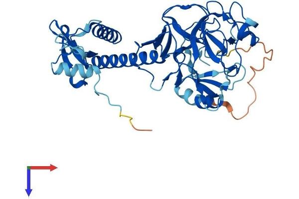 SUV39H1 Protein (AA 1-412) (His tag)