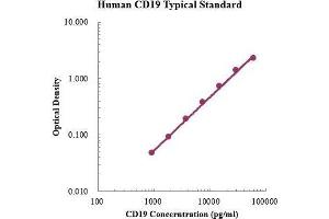 CD19 Molecule (CD19) ELISA Kit