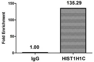 Chromatin Immunoprecipitation Hela (4*10 6 ) were treated with Micrococcal Nuclease, sonicated, and immunoprecipitated with 5 μg anti-HIST1H1C (ABIN7139280) or a control normal rabbit IgG. (HIST1H1C Antikörper  (2meLys45))
