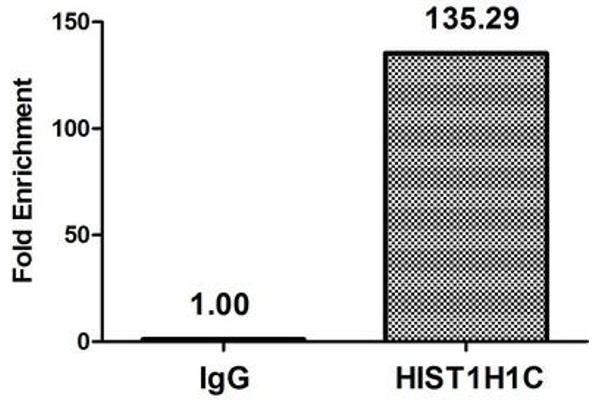 HIST1H1C antibody  (2meLys45)