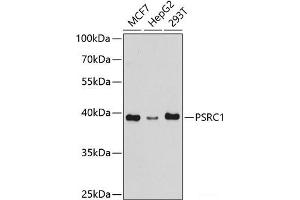 Western blot analysis of extracts of various cell lines using PSRC1 Polyclonal Antibody at dilution of 1:1000. (PSRC1 Antikörper)