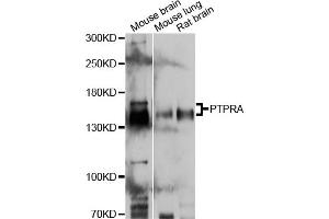 Western blot analysis of extracts of various cell lines, using PTPRA antibody (ABIN5998634) at 1:3000 dilution.