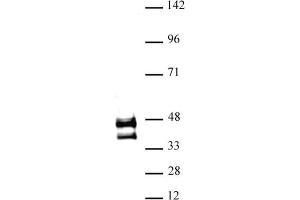 JunD antibody (pAb) tested by Western blot. (JunD Antikörper  (N-Term))