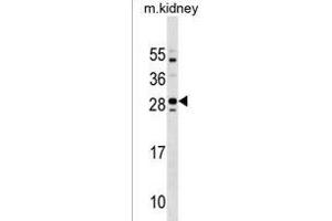 Mouse Tmem125 Antibody (N-term) (ABIN1538904 and ABIN2838243) western blot analysis in mouse kidney tissue lysates (35 μg/lane). (TMEM125 Antikörper  (N-Term))