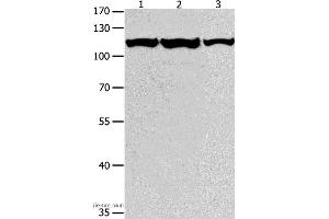 Western blot analysis of K562, Jurkat and hela cell, using MCM3 Polyclonal Antibody at dilution of 1:550 (MCM3 Antikörper)