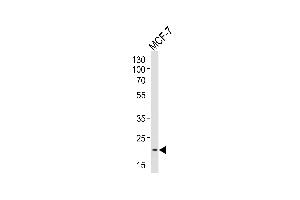 Western blot analysis of lysate from MCF-7 cell line, using NOS1 Antibody (Center) 10269c. (NOS1AP Antikörper  (AA 437-466))