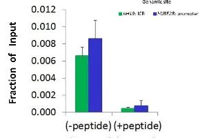Chromatin Immunoprecipitation (ChIP) Using HDAC2 antibody - middle region  and HCT116 Cells (HDAC2 Antikörper  (Middle Region))