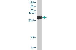 Western Blot detection against Immunogen (36. (STRADB Antikörper  (AA 1-95))