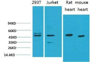 Western Blot (WB) analysis of 1)293T, 2)Jurkat, 3)Rat Heart Tissue, 4)Mouse Heart Tissue with Smad3 Mouse Monoclonal Antibody diluted at 1:2000. (SMAD3 Antikörper)