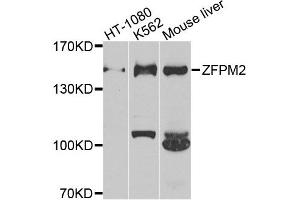 Western blot analysis of extracts of various cell lines, using ZFPM2 antibody. (ZFPM2 Antikörper)