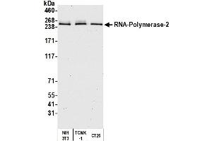 Western Blotting (WB) image for anti-RNA Polymerase II (C-Term) antibody (ABIN7450663) (RNA Polymerase II Antikörper  (C-Term))