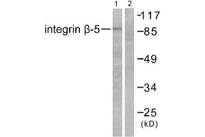 Western Blotting (WB) image for anti-Integrin beta 5 (ITGB5) (C-Term) antibody (ABIN1848618)