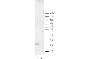 Histone H3 dimethyl Lys27 antibody tested by Western blot. (Histone 3 Antikörper  (H3K27me2))