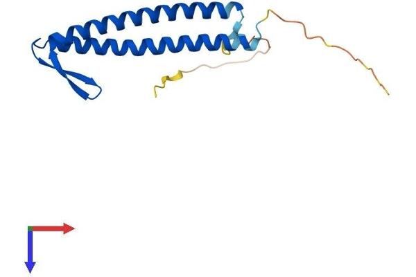 PFDN2 Protein (AA 1-154) (His tag)